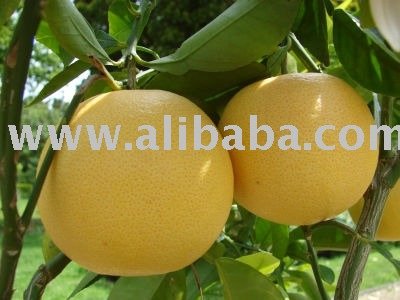 Sell Grapefruit from Vietnam