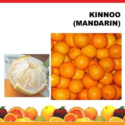 Citrus Fruit Mandarin (kino),Pakistan price supplier - 21food