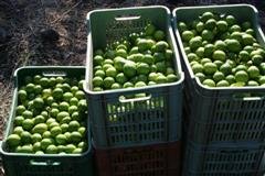  Persian   Lime s (Persa) From Mexico