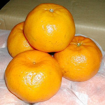 Mandarin/Kinoo