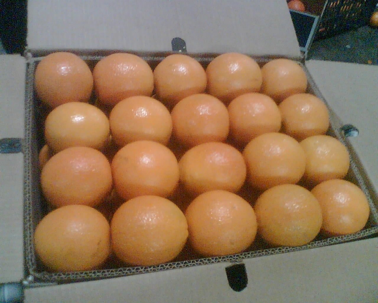 sell fresh Orange