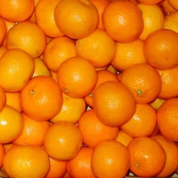 fresh mangerine orange products,Cameroon fresh mangerine orange supplier