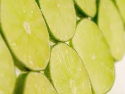 Fresh persian seedless lime