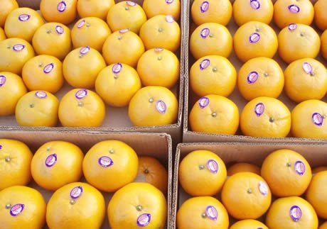 Kinnow Mandarin/Oranges,Pakistan price supplier - 21food