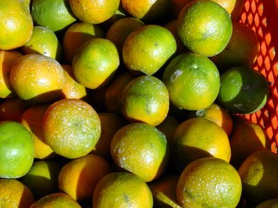 Natural Tangerine fruits  available in stock