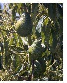 Dos Pasos Ranch Hass Avocados (60's)