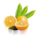 Fresh Fruits-Grapefruit-White Marsh Seedless
