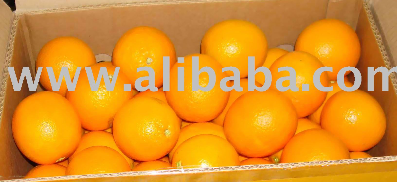Fresh high quality Valencia Orange  from   Egypt 
