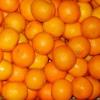 Oranges, Mandarine, Lemon, Tomatoes