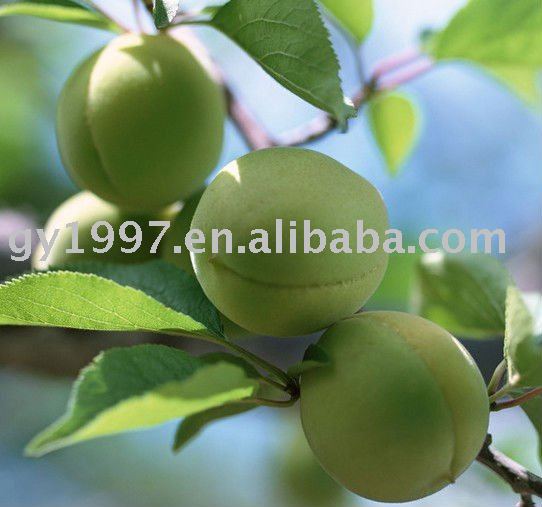  slim  plum-oem