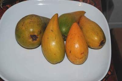 Fresh Canistel for sale