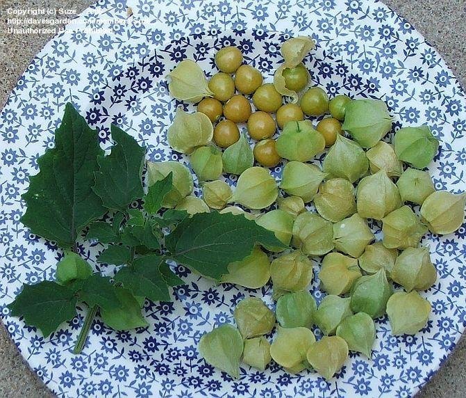 Yellow Husk tomatoes