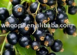 Wild Crop  IQF   FROZEN     Blackcurrant s