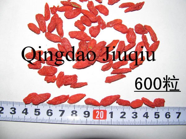 chinese dried wolfberry fruits