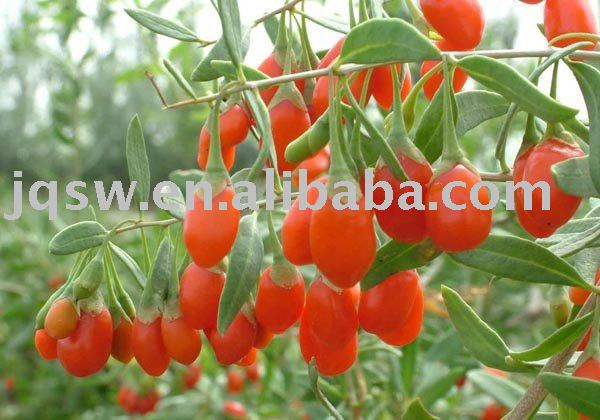 dried china wolfberry fruits