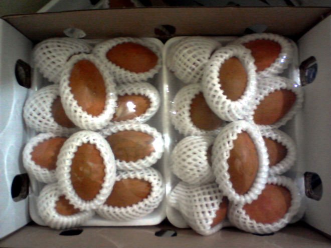 Sapodilla