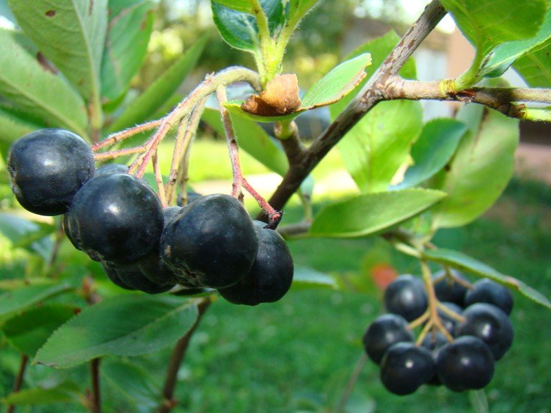 Aronia melanocarpa berry