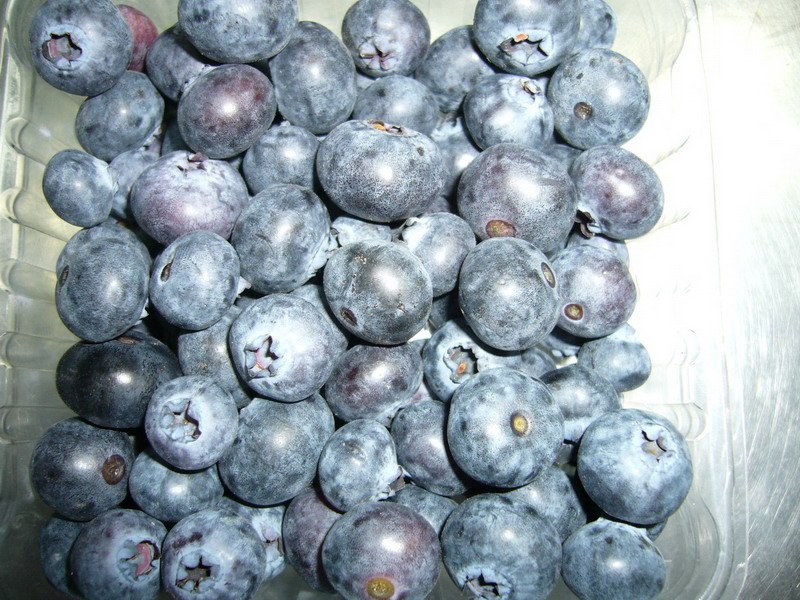 fresh-blueberry-india-price-supplier-21food