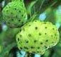 Noni Juice and Noni Fruit