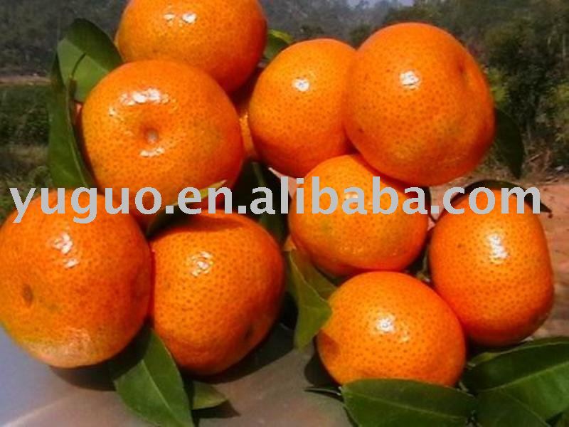 top cannery-mandarin oranges sections in tins