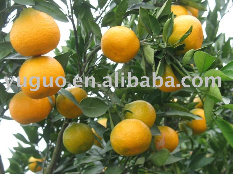 seedless mandarin orange whole segments in tins