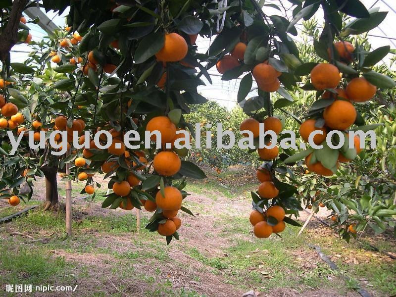 Mandarin Oranges 6 - # 10   Can s/CS