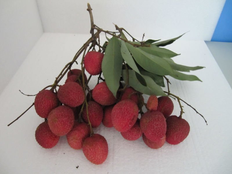 jin lychee