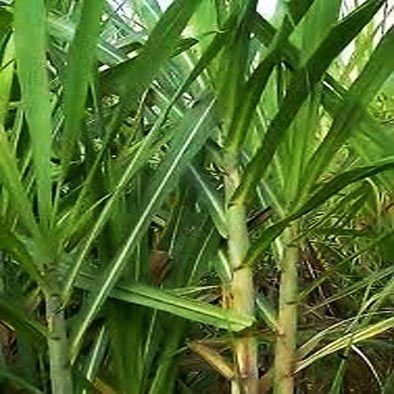 WE HAVE CANE SUGAR (BEST PRICE ) FOR RUSIA , 800.000MT X 12 OR MORE
