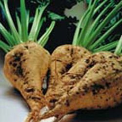 Urgent offer 45.000 x 12 EU Beet sugar DAP 1040  euro /mt EU  origin 