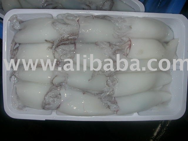 Frozen Whole Cleaned Squid