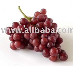 Indian Grapes