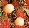 Canned Rambutan product of Thailand