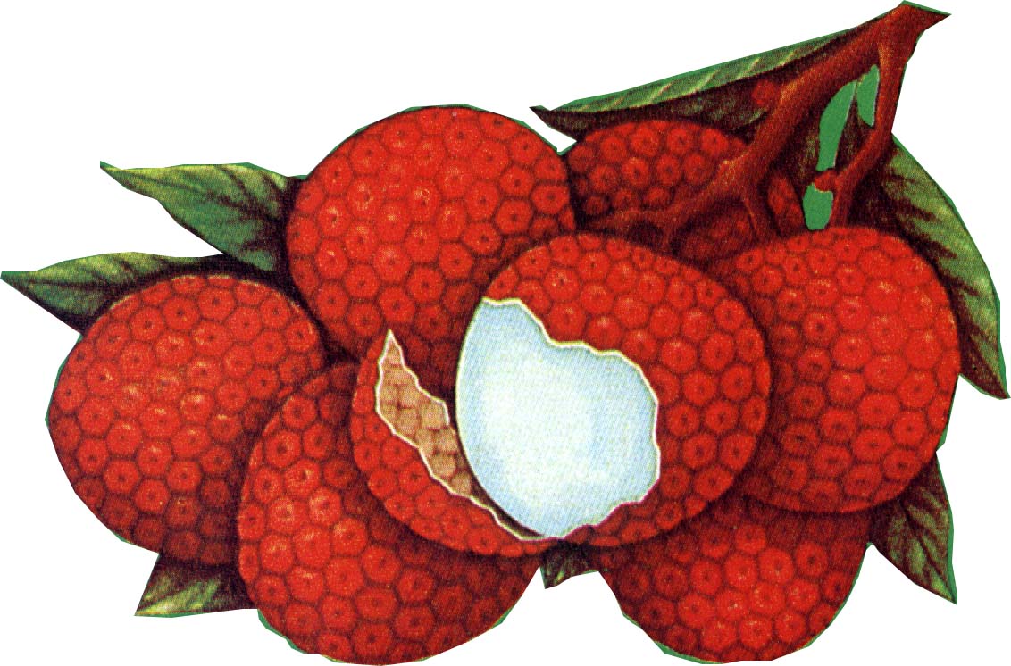 Canned Lychees In Light Syrup
