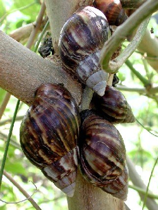  giant   snail s, water  snail s, land  snail s, french  snail s