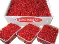 Glace / Cocktail Cherries