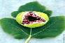 Dried fig