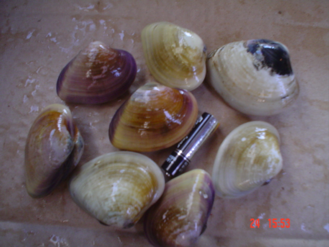 Frozen Hard  Clam   Whole 