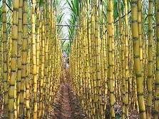 sugar cane