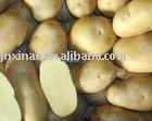 fresh holland potato