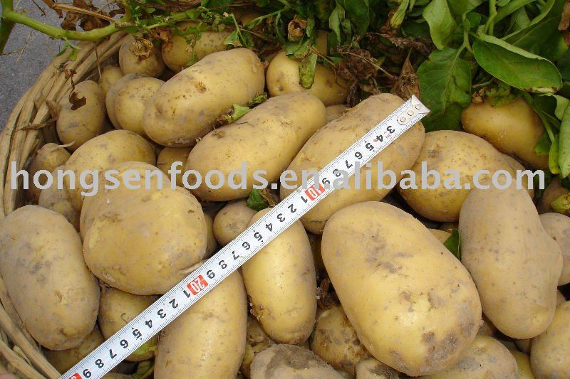 fresh potato