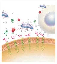 Mixture of  immune   enhancing  materials