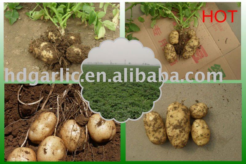 SUPPLY 2011 NEW FRESH HOLLAND POTATO WITH LOW PRICE