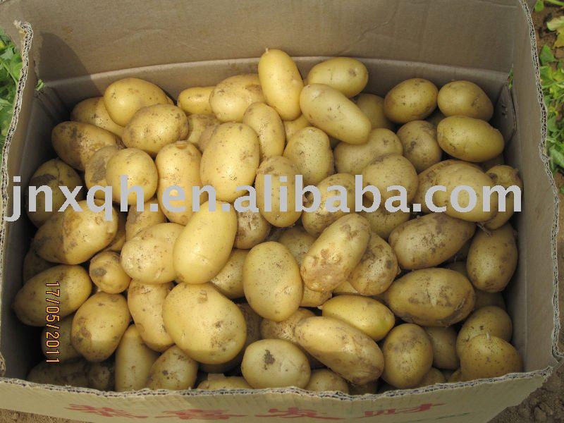 2011 fresh holland potato