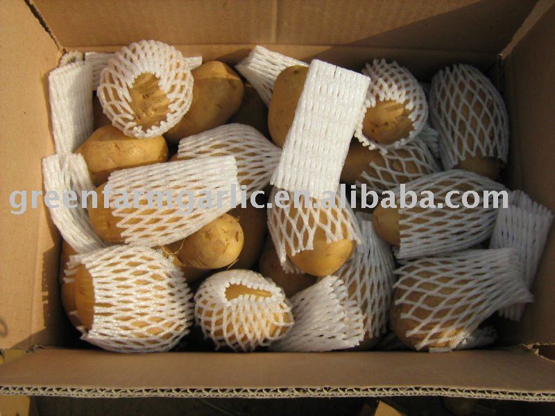 exporting fresh holland potato