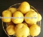  2011   fresh  potato