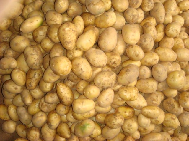 the high quality fresh potato