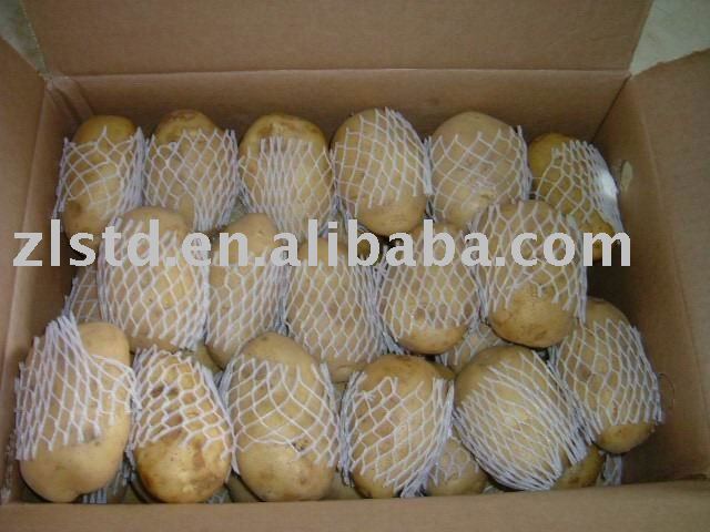 holland potato
