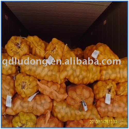 Holland fresh potato