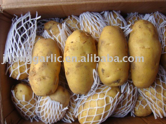 Chinese holland potato