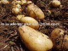 potato